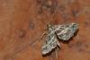 Diasemiopsis ramburialis